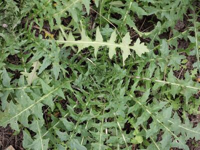 sisymbrium altissimum