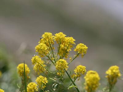 sisymbrium austriacum