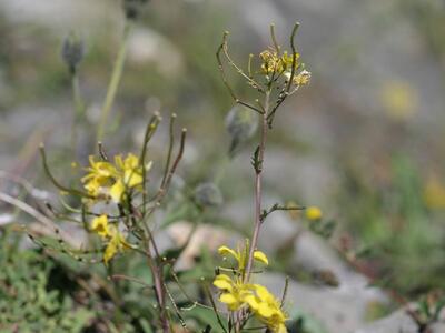 sisymbrium austriacum habitus