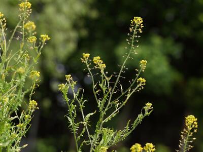 sisymbrium loeselii