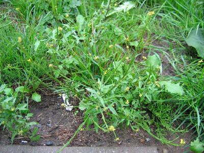 sisymbrium officinale