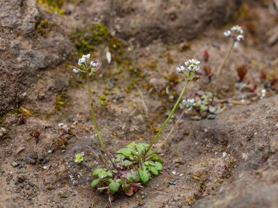 teesdalia coronopifolia