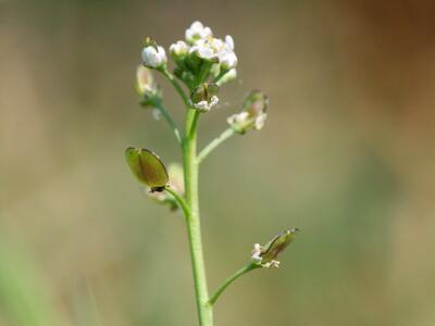 teesdalia nudicaulis