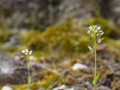 thlaspi perfoliatum