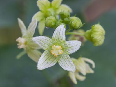 bryonia dioica detail