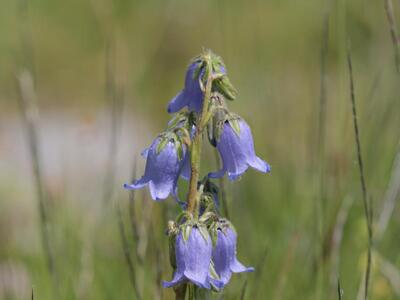 campanula barbata