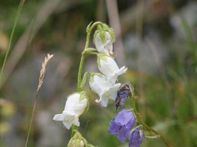 campanula barbata weiss