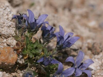 campanula cenisia