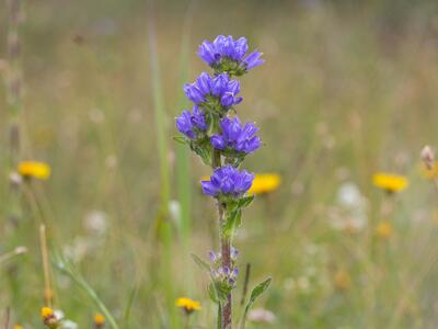campanula cervicaria