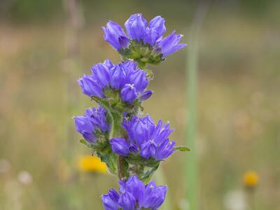 campanula cervicaria detail