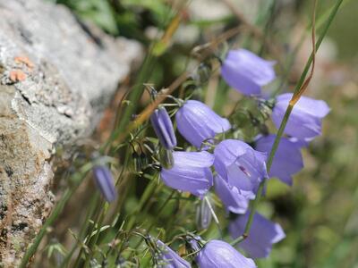 campanula cochleariifolia