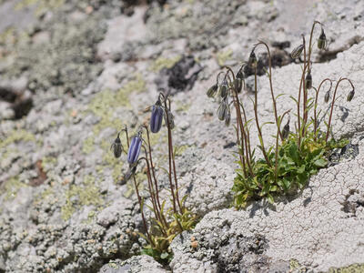 campanula cochleariifolia habitus