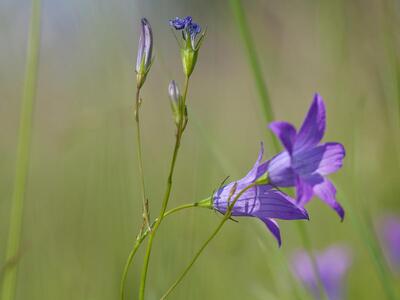 campanula patula