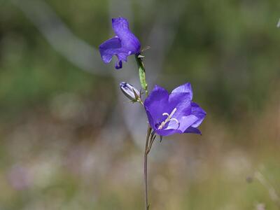 campanula persicifolia