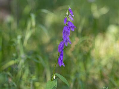campanula rapunculoides
