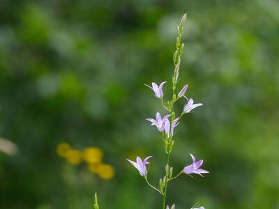 campanula rapunculus habitus