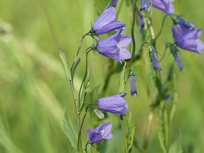 campanula rhomboidalis