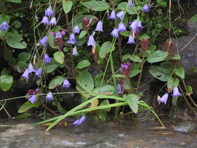 campanula rotundifolia ssp rotundifolia