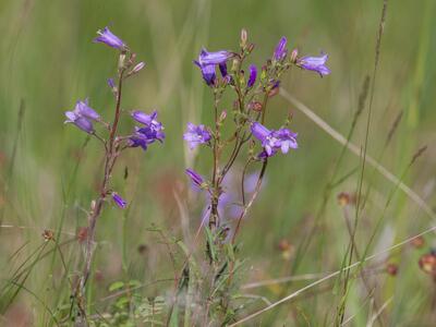 campanula sibirica