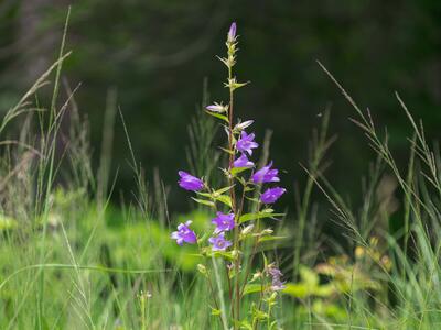 campanula trachelium