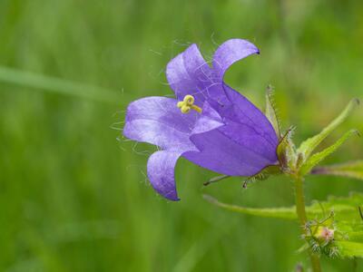 campanula trachelium detail