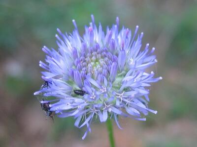 jasione montana