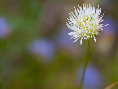 jasione montana albino