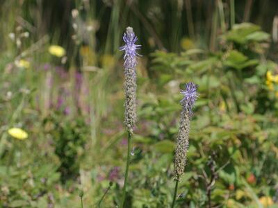 phyteuma betonicifolium