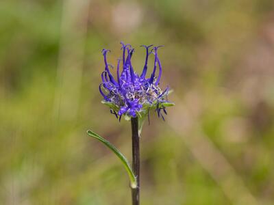 phyteuma hemisphaericum habitus