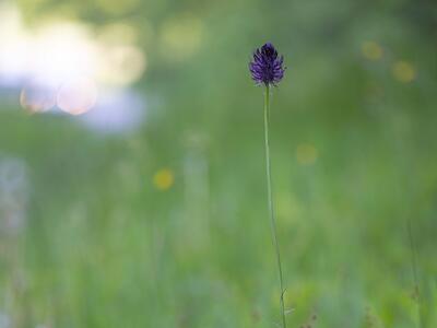 phyteuma nigrum habitus