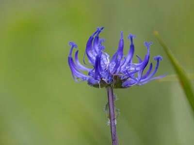 phyteuma orbiculare detail