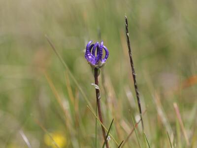 phyteuma scheuchzeri