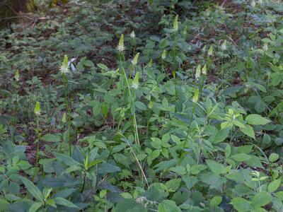 phyteuma spicatum habitus