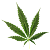 Cannabaceae