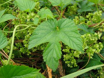 humulus lupulus