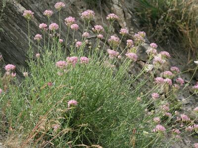 centranthus angustifolius