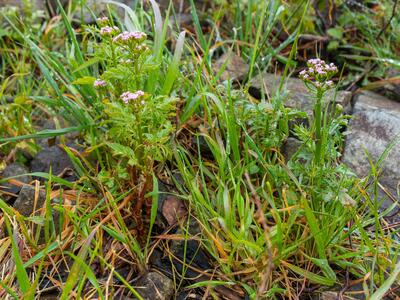 centranthus calcitrapae