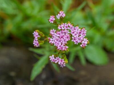 centranthus calcitrapae detail