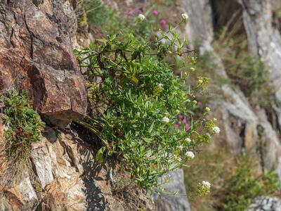 centranthus ruber