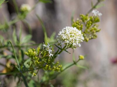 centranthus ruber detail