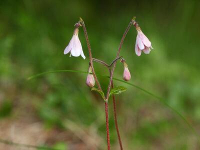 linnaea borealis