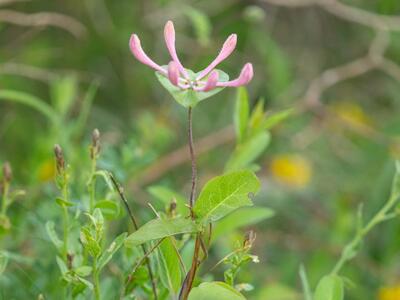 lonicera caprifolium