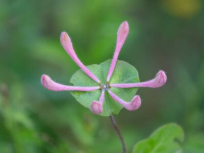 lonicera caprifolium detail