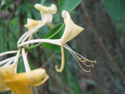 lonicera periclymenum detail