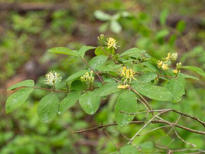 lonicera xylosteum