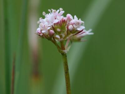 valeriana dioica