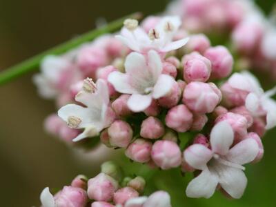 valeriana dioica detail