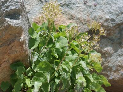 valeriana montana