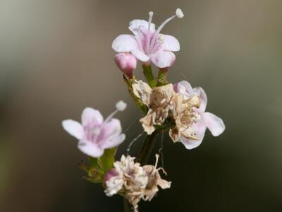 valeriana montana detail