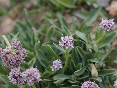 valeriana saliunca